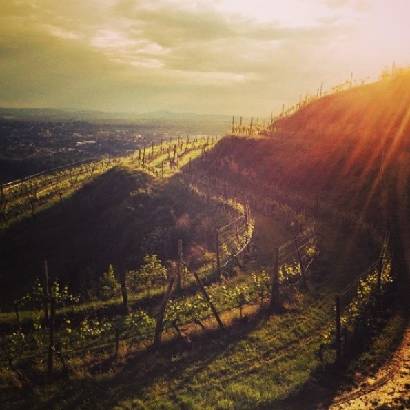 Vincent Brundlmayer Heiligenstein vineyard pic