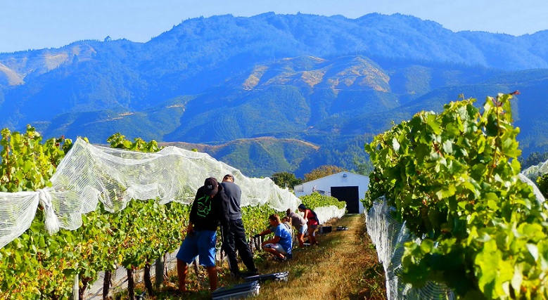 Picking Chardy