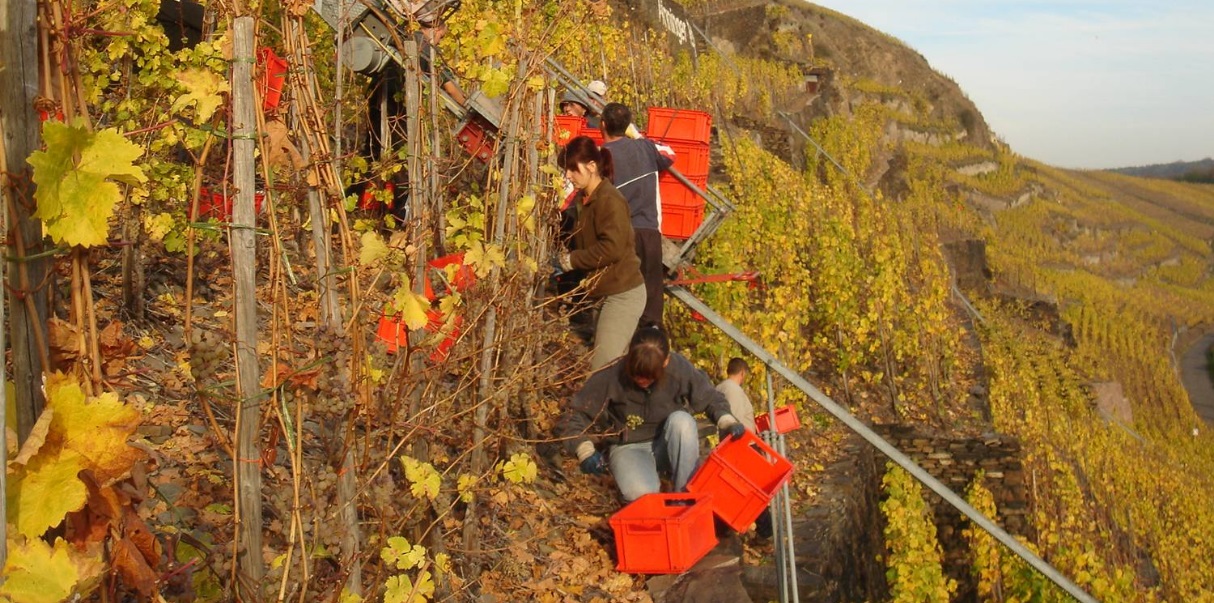 Uhlen picking