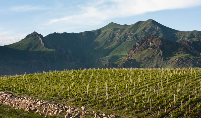zorah vineyard